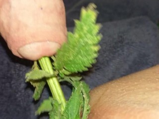 Urethral Nettle Fucking - BDSM Sub female takes nettles in the pussy