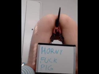 Pig shaking its ass and pussy