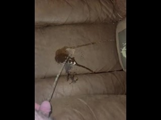 Peeing On The Couch