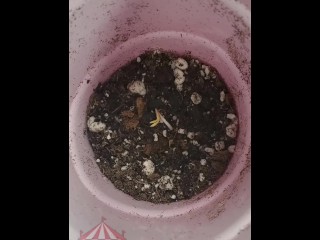 Nude Gardening with Freak77Show Popping Marijuana Seeds Outdoor Grow Ep. 1