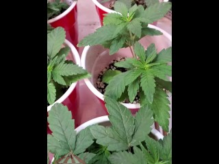 Nude Gardening with Freak77Show Topping and Femming Outdoor Grow Ep. 2