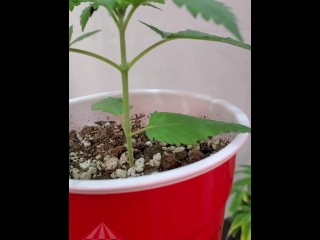 Nude Gardening with Freak77Show Topping and Femming Outdoor Grow Ep. 2