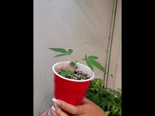 Nude Gardening with Freak77Show Topping and Femming Outdoor Grow Ep. 2
