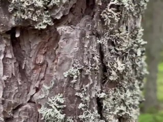 Fantasin uppfylld i skogen. Se mer på min OF