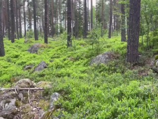 Fantasin uppfylld i skogen. Se mer på min OF