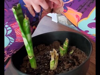 Watering my plant trying to bring it back to life