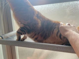 Playing with a pussy by the window in the morning .... Kitten gets excited when she is seen by someo