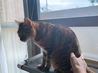 Playing with a pussy by the window in the morning .... Kitten gets excited when she is seen by someo