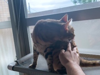 Playing with a pussy by the window in the morning .... Kitten gets excited when she is seen by someo