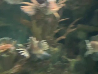 Aquarium Trip with Aliya Brynn Turns into Intense Ass Eating and Cock Milking Session