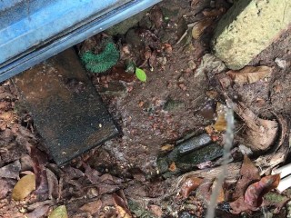 I Pee into the Mud ASMR (Episode 01)