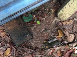 I Pee into the Mud ASMR (Episode 01)