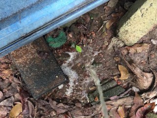 I Pee into the Mud ASMR (Episode 01)