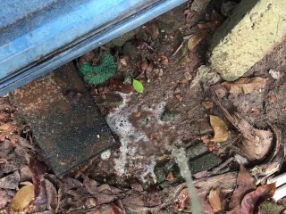 I Pee into the Mud ASMR (Episode 01)