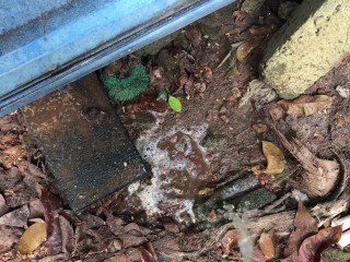 I Pee into the Mud ASMR (Episode 01)