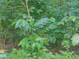 Sucking Dick boyfriend in a coffee plantation, ชวนแฟนเอ้าดอร์ในไร่กาแฟ ชาวสวนมาเก็บกาแฟเกือบเห็นเรา