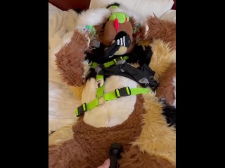 Furry Gets buzzed With a Magic Wand while In Fursuit