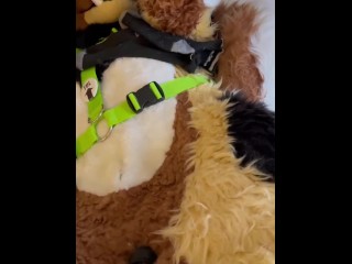 Furry Gets buzzed With a Magic Wand while In Fursuit