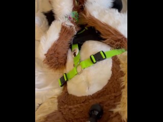 Furry Gets buzzed With a Magic Wand while In Fursuit