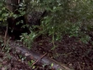 Woodland wank on a rainy afternoon. Big cock masturbated to cumshot outdoors- dogging public wanking