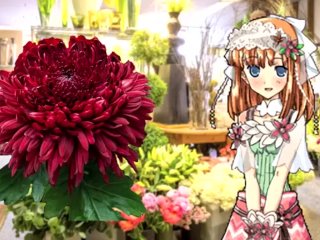 【SFW Rune Factory Audio RP】Shara Helps You Make a Bouquet & Teaches You About Flowers 【F4A】