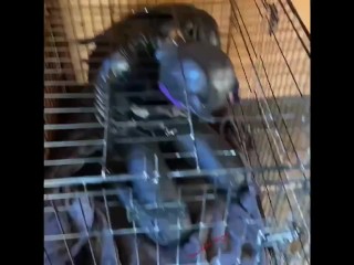 Scarlett Kage bad Puppy obedience - bondage, cage, humiliation, dildo sucking, sph