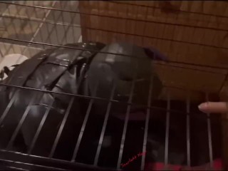 Scarlett Kage bad Puppy obedience - bondage, cage, humiliation, dildo sucking, sph