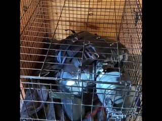 Scarlett Kage bad Puppy obedience - bondage, cage, humiliation, dildo sucking, sph