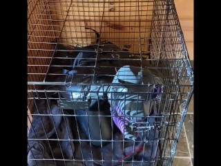 Scarlett Kage bad Puppy obedience - bondage, cage, humiliation, dildo sucking, sph