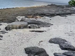 Tara lumayo tayo sa mga tao para mag kantutan