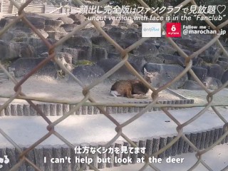 素人巨乳女子大生と動物園デート♡野生本能むき出しSEX　カップル　フェラ　手コキ　主観　おっぱい　スタイル抜群　美女　ハメ撮り　個人撮影　無修正　まんこ　イチャイチャ　電マ　ソフトSM まろちゃんねる