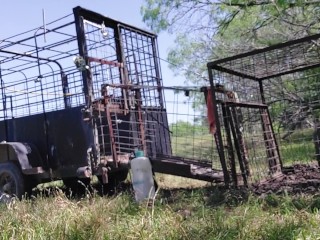 In the country with a wild hog and swinging my cock