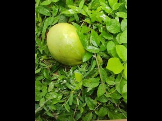 Girl pissing on the coconut in the jungle grass