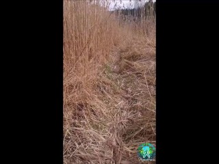 Risky jerk off on a public path through the swamp.