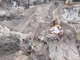 【ノーブラ散歩】上野動物園にいったら…【ちくぽっち】