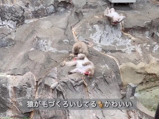 【ノーブラ散歩】上野動物園にいったら…【ちくぽっち】