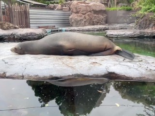 【ノーブラ散歩】上野動物園にいったら…【ちくぽっち】