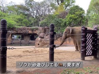 【ノーブラ散歩】上野動物園にいったら…【ちくぽっち】