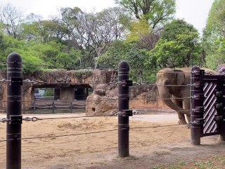 【ノーブラ散歩】上野動物園にいったら…【ちくぽっち】