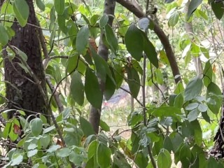 Petite salope tatouée se laisse prendre comme une chienne dans la forêt