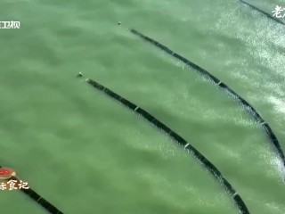 The production of algae