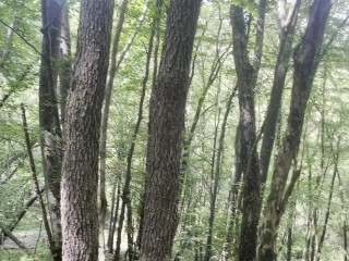 Forest Fist Fucking with Mistress bratvenom