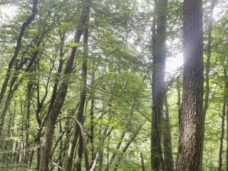 Forest Fist Fucking with Mistress bratvenom