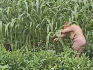 GILFJai picking peppers in the garden