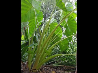 A little PEE dance Before I Soak My Shorts