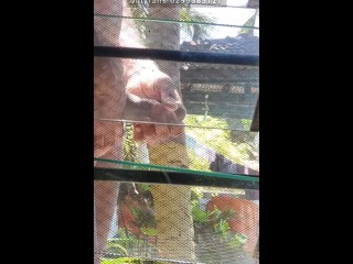 Public dick flashing Africa