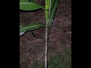 Pissing In The Corn 《4k》