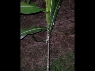 Pissing In The Corn 《4k》