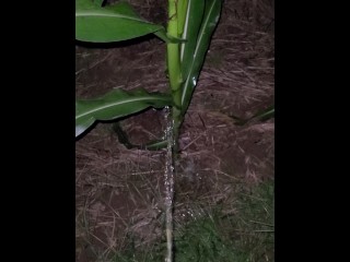 Pissing In The Corn 《4k》