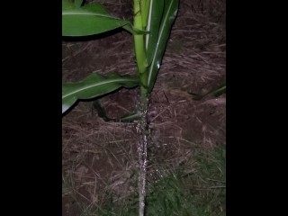 Pissing In The Corn 《4k》